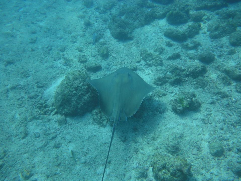 mantaraya
